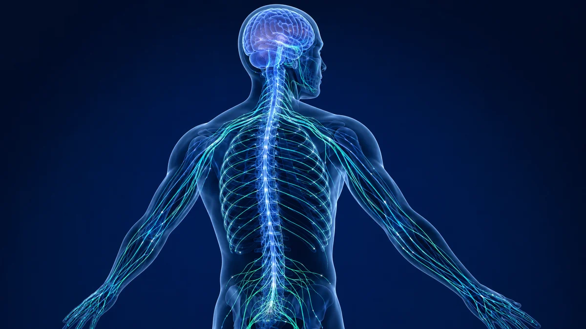 Conceptual illustration of the brain, spinal cord and peripheral nervous system